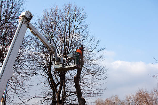 Best Palm Tree Trimming  in Shawnee Hills, OH
